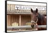 White Stallion Dude Ranch. Tucson, Arizona, USA-Julien McRoberts-Framed Stretched Canvas