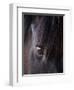 White Stallion Dude Ranch, Tucson, Arizona, USA-Julian McRoberts-Framed Photographic Print