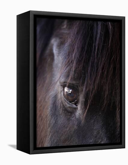 White Stallion Dude Ranch, Tucson, Arizona, USA-Julian McRoberts-Framed Stretched Canvas