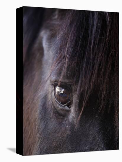 White Stallion Dude Ranch, Tucson, Arizona, USA-Julian McRoberts-Stretched Canvas