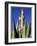 White Stallion Dude Ranch, Tucson, Arizona, USA-Julian McRoberts-Framed Photographic Print