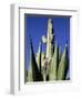 White Stallion Dude Ranch, Tucson, Arizona, USA-Julian McRoberts-Framed Photographic Print