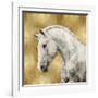 White Stallion on Gold-Martin Rose-Framed Art Print