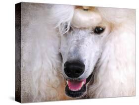 White Standard Poodle Portrait-Jai Johnson-Stretched Canvas