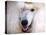 White Standard Poodle Portrait-Jai Johnson-Stretched Canvas