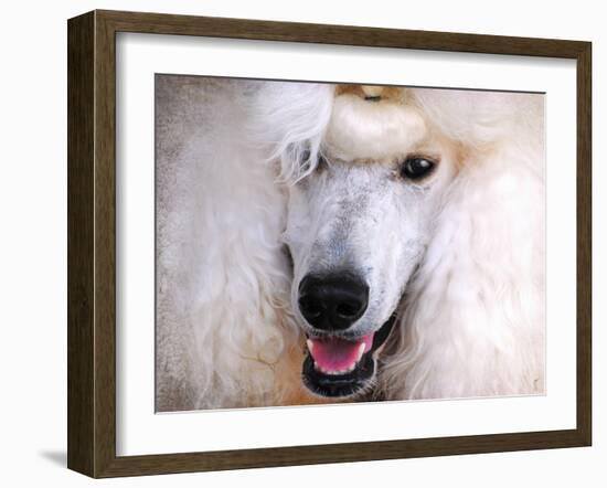 White Standard Poodle Portrait-Jai Johnson-Framed Giclee Print