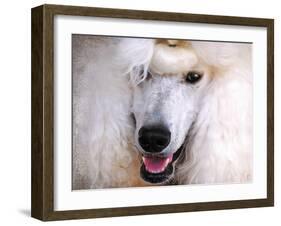 White Standard Poodle Portrait-Jai Johnson-Framed Giclee Print