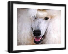 White Standard Poodle Portrait-Jai Johnson-Framed Giclee Print