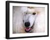 White Standard Poodle Portrait-Jai Johnson-Framed Giclee Print