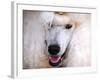 White Standard Poodle Portrait-Jai Johnson-Framed Giclee Print