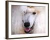 White Standard Poodle Portrait-Jai Johnson-Framed Giclee Print