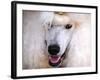 White Standard Poodle Portrait-Jai Johnson-Framed Giclee Print