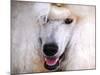 White Standard Poodle Portrait-Jai Johnson-Mounted Giclee Print
