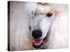 White Standard Poodle Portrait-Jai Johnson-Stretched Canvas