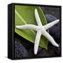 White Starfish on Green Leaf-Uwe Merkel-Framed Stretched Canvas