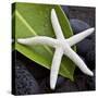 White Starfish on Green Leaf-Uwe Merkel-Stretched Canvas
