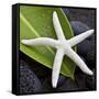 White Starfish on Green Leaf-Uwe Merkel-Framed Stretched Canvas