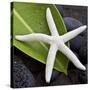 White Starfish on Green Leaf-Uwe Merkel-Stretched Canvas