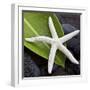 White Starfish on Green Leaf-Uwe Merkel-Framed Photographic Print