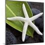 White Starfish on Green Leaf-Uwe Merkel-Mounted Photographic Print