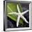 White Starfish on Green Leaf-Uwe Merkel-Framed Photographic Print