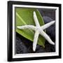 White Starfish on Green Leaf-Uwe Merkel-Framed Photographic Print