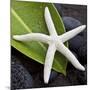 White Starfish on Green Leaf-Uwe Merkel-Mounted Photographic Print