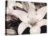 White Stargazer-Mindy Sommers-Stretched Canvas