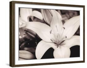 White Stargazer-Mindy Sommers-Framed Giclee Print