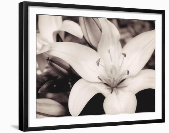 White Stargazer-Mindy Sommers-Framed Giclee Print