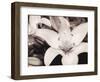 White Stargazer-Mindy Sommers-Framed Giclee Print