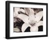 White Stargazer-Mindy Sommers-Framed Giclee Print