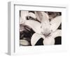 White Stargazer-Mindy Sommers-Framed Giclee Print