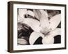 White Stargazer-Mindy Sommers-Framed Giclee Print