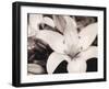 White Stargazer-Mindy Sommers-Framed Giclee Print