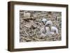 White stork chicks begging for food, Oxfordshire, UK-Nick Upton-Framed Photographic Print