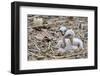 White stork chicks begging for food, Oxfordshire, UK-Nick Upton-Framed Photographic Print