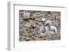 White stork chicks begging for food, Oxfordshire, UK-Nick Upton-Framed Photographic Print