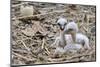 White stork chicks begging for food, Oxfordshire, UK-Nick Upton-Mounted Photographic Print