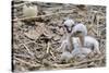 White stork chicks begging for food, Oxfordshire, UK-Nick Upton-Stretched Canvas