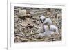 White stork chicks begging for food, Oxfordshire, UK-Nick Upton-Framed Photographic Print