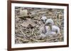 White stork chicks begging for food, Oxfordshire, UK-Nick Upton-Framed Photographic Print