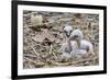 White stork chicks begging for food, Oxfordshire, UK-Nick Upton-Framed Photographic Print