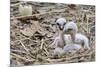 White stork chicks begging for food, Oxfordshire, UK-Nick Upton-Mounted Photographic Print