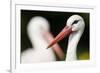 White Stork (Ciconia Ciconia) Adult Portrait, Captive, Vogelpark Marlow, Germany, May-Florian Möllers-Framed Photographic Print