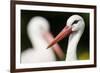 White Stork (Ciconia Ciconia) Adult Portrait, Captive, Vogelpark Marlow, Germany, May-Florian Möllers-Framed Photographic Print