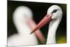 White Stork (Ciconia Ciconia) Adult Portrait, Captive, Vogelpark Marlow, Germany, May-Florian Möllers-Mounted Photographic Print