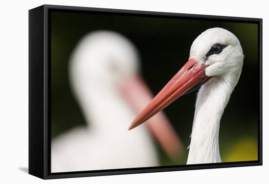 White Stork (Ciconia Ciconia) Adult Portrait, Captive, Vogelpark Marlow, Germany, May-Florian Möllers-Framed Stretched Canvas