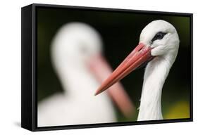 White Stork (Ciconia Ciconia) Adult Portrait, Captive, Vogelpark Marlow, Germany, May-Florian Möllers-Framed Stretched Canvas