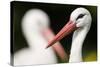 White Stork (Ciconia Ciconia) Adult Portrait, Captive, Vogelpark Marlow, Germany, May-Florian Möllers-Stretched Canvas